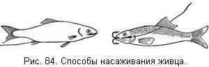 Жизнь и ловля пресноводных рыб. Часть 1