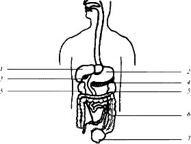 Геннадий Малахов - Очищение организма и здоровье