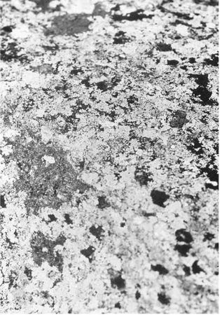 Чогьям Ринпоче - Истинное восприятие. Путь дхармического искусства