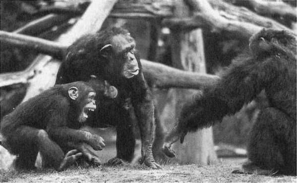 Франс де Вааль - Политика у шимпанзе. Власть и секс у приматов