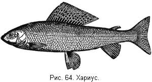 Л. Сабанеев - Жизнь и ловля пресноводных рыб. Часть 1