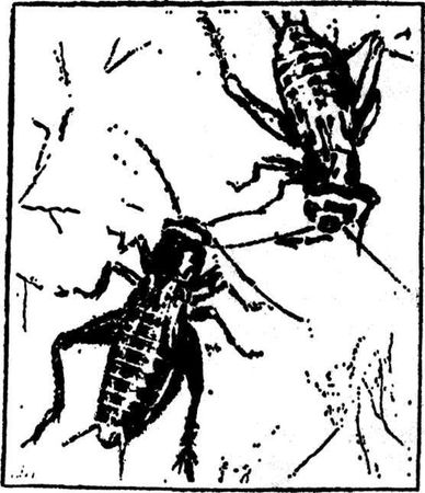 Леонид Семаго - Гнездо над крыльцом