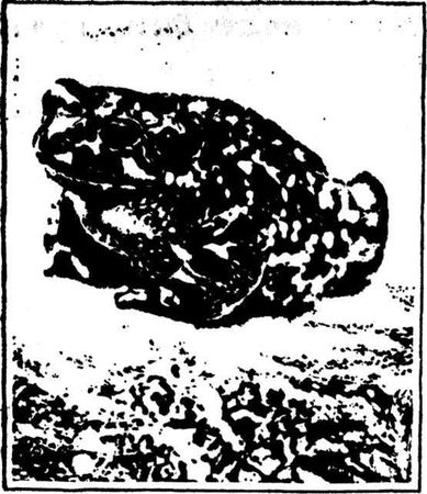 Леонид Семаго - Гнездо над крыльцом