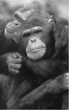 Франс де Вааль - Политика у шимпанзе. Власть и секс у приматов