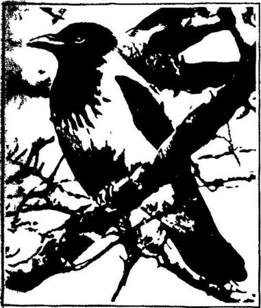 Леонид Семаго - Гнездо над крыльцом