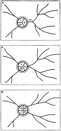 Анатолий Захаров - Муравей, семья, колония
