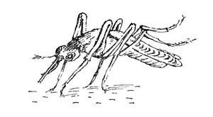 Станислав Старикович - Самые обычные животные