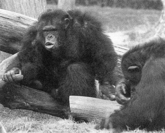 Франс де Вааль - Политика у шимпанзе. Власть и секс у приматов