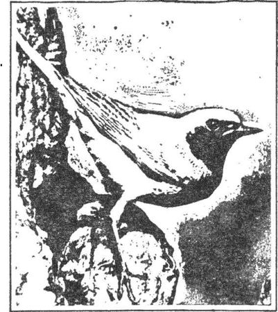 Леонид Семаго - Гнездо над крыльцом