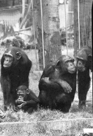 Франс де Вааль - Политика у шимпанзе. Власть и секс у приматов