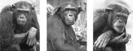 Франс де Вааль - Политика у шимпанзе. Власть и секс у приматов