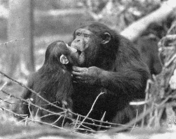 Франс де Вааль - Политика у шимпанзе. Власть и секс у приматов