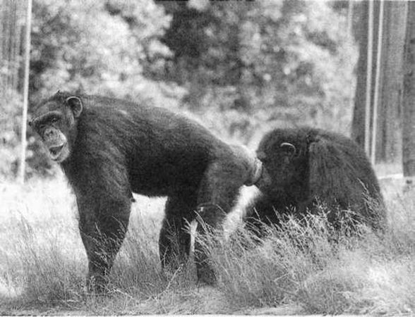 Франс де Вааль - Политика у шимпанзе. Власть и секс у приматов