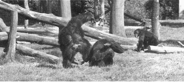 Франс де Вааль - Политика у шимпанзе. Власть и секс у приматов