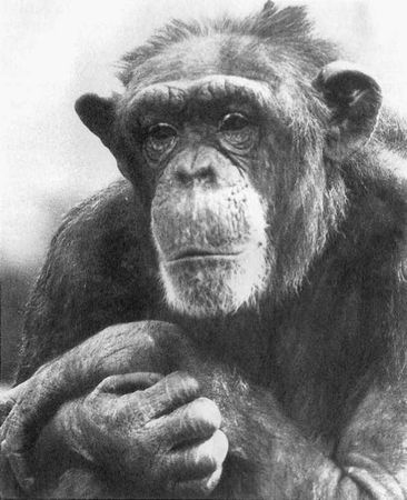 Франс де Вааль - Политика у шимпанзе. Власть и секс у приматов