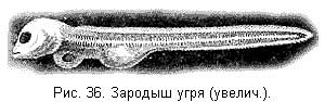 Жизнь и ловля пресноводных рыб. Часть 1