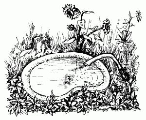 Ирина Скрипко - Системы полива