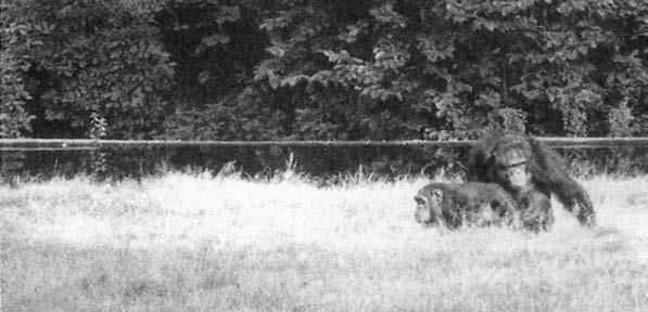 Франс де Вааль - Политика у шимпанзе. Власть и секс у приматов