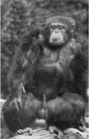 Франс де Вааль - Политика у шимпанзе. Власть и секс у приматов