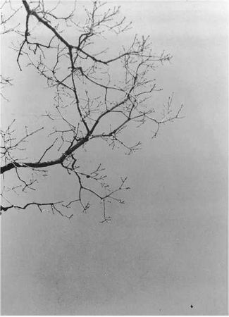 Чогьям Ринпоче - Истинное восприятие. Путь дхармического искусства