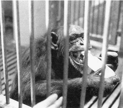 Франс де Вааль - Политика у шимпанзе. Власть и секс у приматов