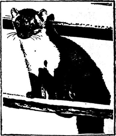 Леонид Семаго - Гнездо над крыльцом