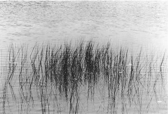 Чогьям Ринпоче - Истинное восприятие. Путь дхармического искусства