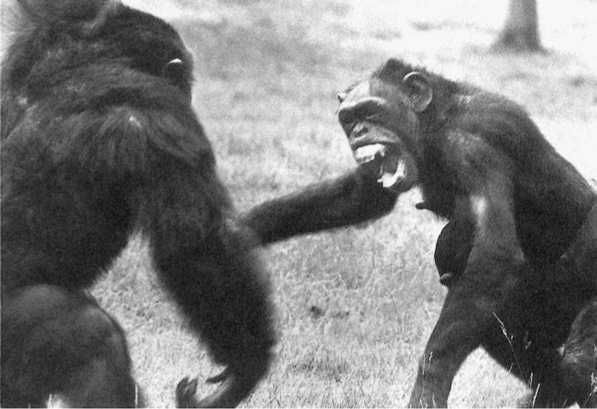 Франс де Вааль - Политика у шимпанзе. Власть и секс у приматов