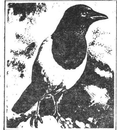 Леонид Семаго - Гнездо над крыльцом