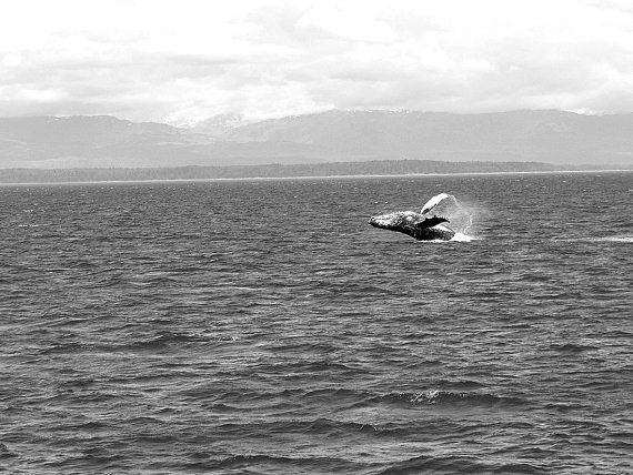 Сергей Тюленев - Улыбка Пеликена