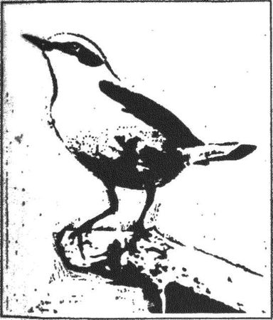 Леонид Семаго - Гнездо над крыльцом