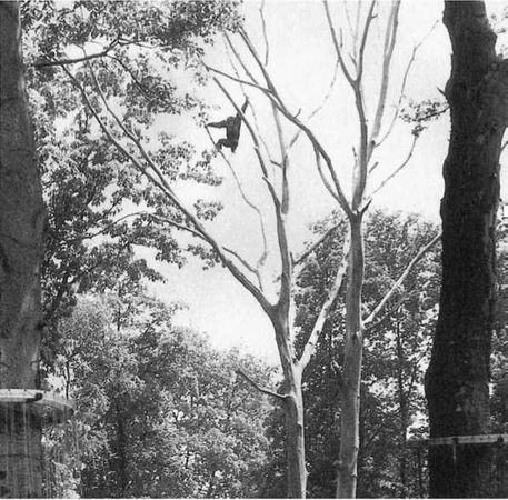 Франс де Вааль - Политика у шимпанзе. Власть и секс у приматов