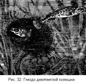 Л. Сабанеев - Жизнь и ловля пресноводных рыб. Часть 1