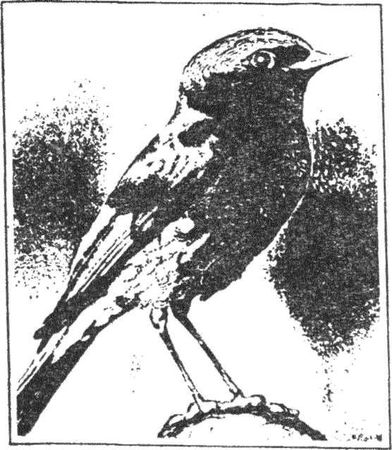 Леонид Семаго - Гнездо над крыльцом