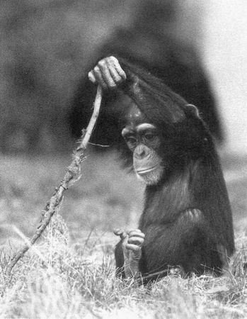 Франс де Вааль - Политика у шимпанзе. Власть и секс у приматов