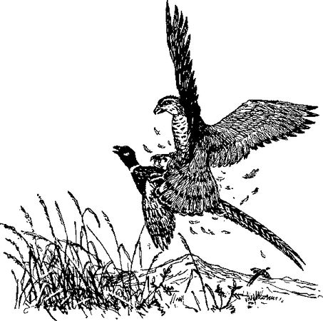 Максим Зверев - Ущелье барсов