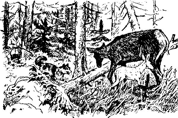 Максим Зверев - Ущелье барсов