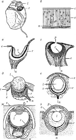 Сергей Вавилов - Глаз и Солнце