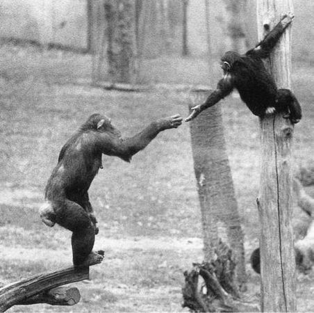 Франс де Вааль - Политика у шимпанзе. Власть и секс у приматов