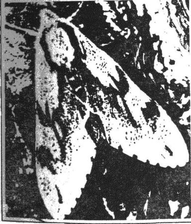 Леонид Семаго - Гнездо над крыльцом