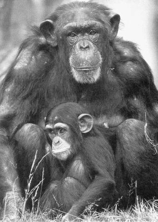 Франс де Вааль - Политика у шимпанзе. Власть и секс у приматов