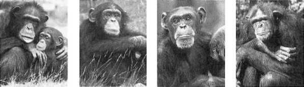 Франс де Вааль - Политика у шимпанзе. Власть и секс у приматов