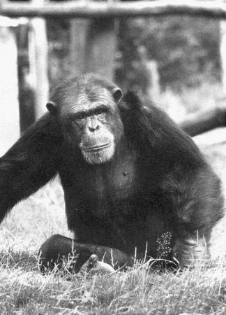 Франс де Вааль - Политика у шимпанзе. Власть и секс у приматов