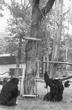 Франс де Вааль - Политика у шимпанзе. Власть и секс у приматов