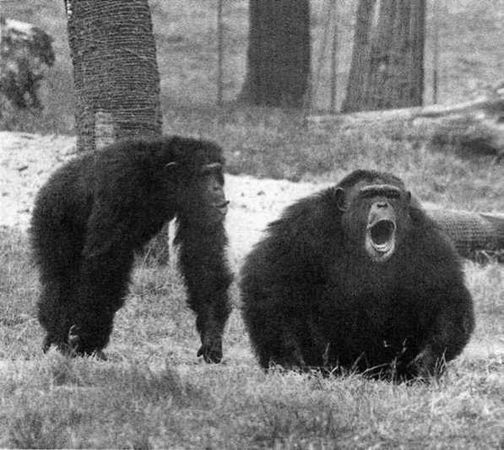 Франс де Вааль - Политика у шимпанзе. Власть и секс у приматов