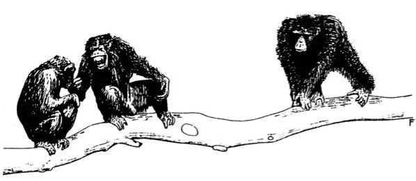 Франс де Вааль - Политика у шимпанзе. Власть и секс у приматов