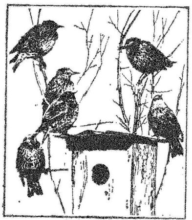 Леонид Семаго - Гнездо над крыльцом