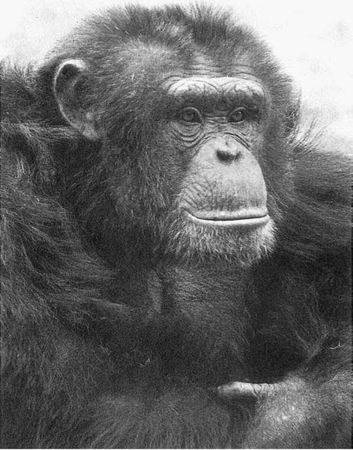 Франс де Вааль - Политика у шимпанзе. Власть и секс у приматов