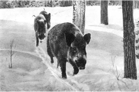 Сборник - Природа донского края