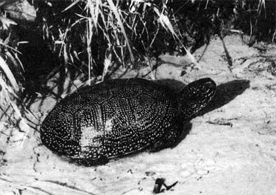 Сборник - Природа донского края